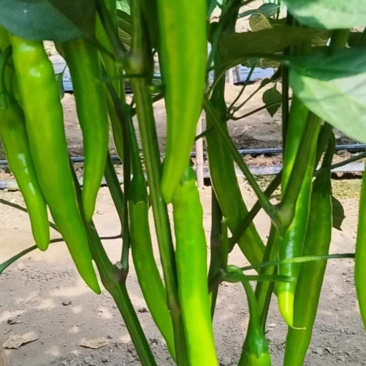 树椒