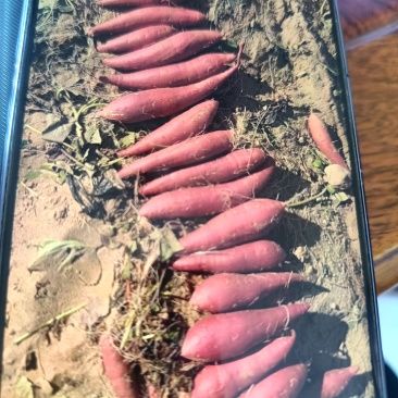 榴莲蜜薯