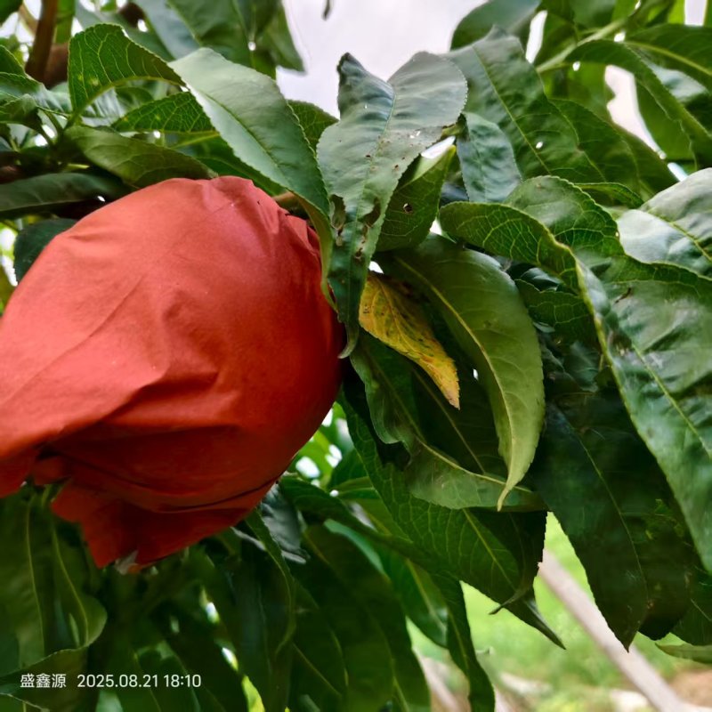 永联蜜桃正在解袋，欢迎老板看货订货