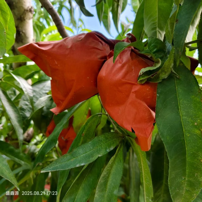 永联蜜桃正在解袋，欢迎老板看货订货
