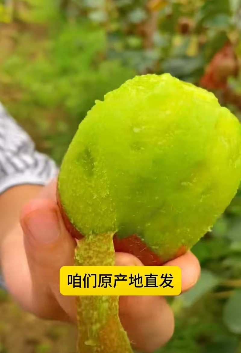 陕西猕猴桃