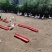 农村下蛋母鸡下蛋鹅