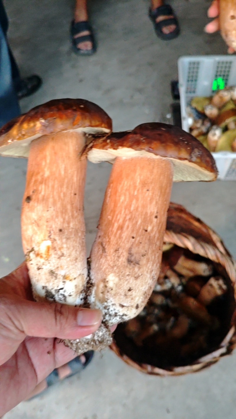 野生牛肝菌鲜货干货大量出售鲜货小18元每斤