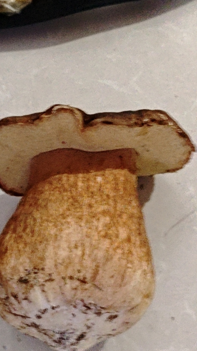 野生牛肝菌鲜货干货大量出售鲜货小18元每斤