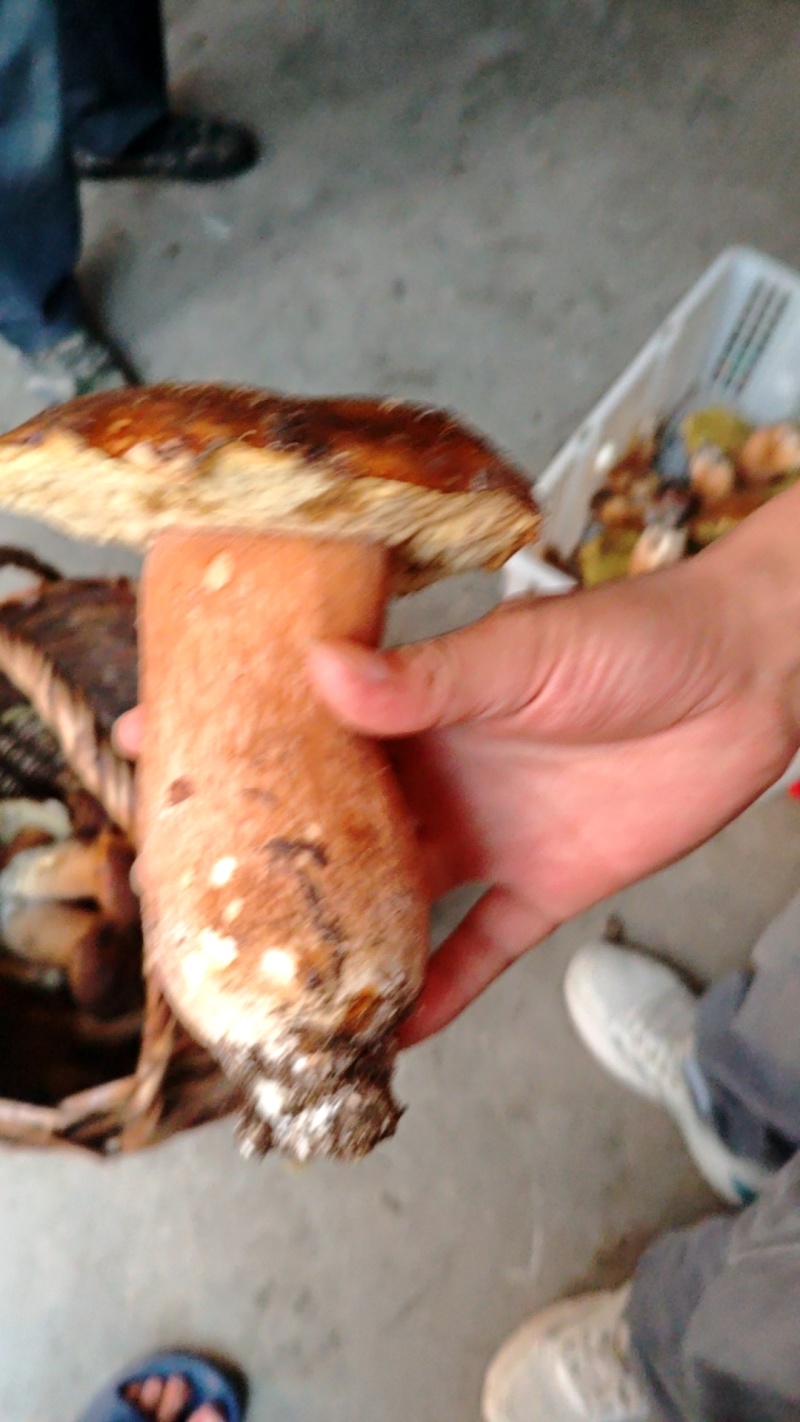 野生牛肝菌鲜货干货大量出售鲜货小18元每斤