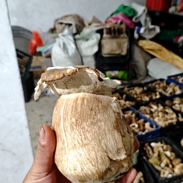 野生牛肝菌鲜货干货大量出售鲜货小18元每斤