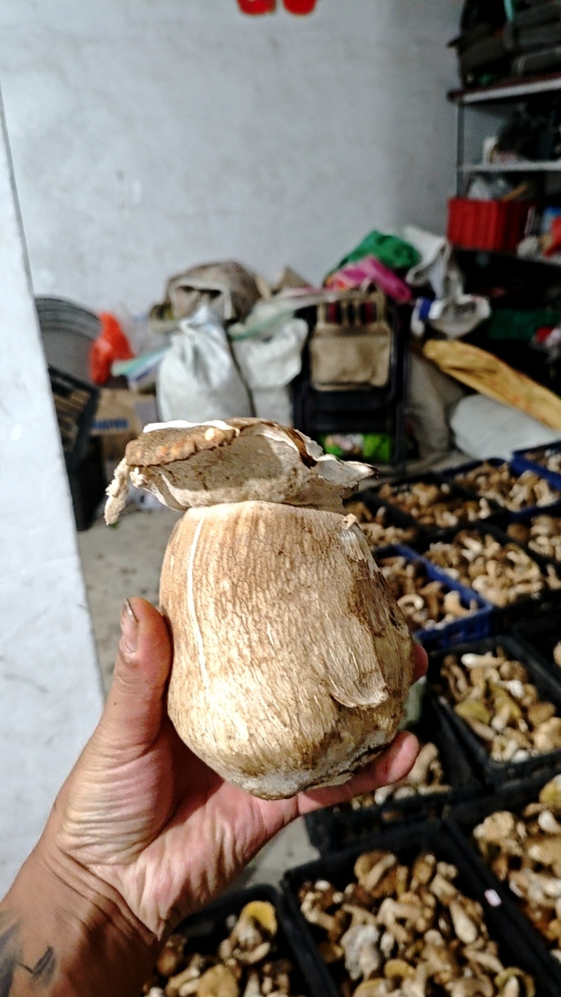 野生牛肝菌鲜货干货大量出售鲜货小18元每斤