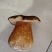 野生牛肝菌鲜货干货大量出售鲜货小18元每斤
