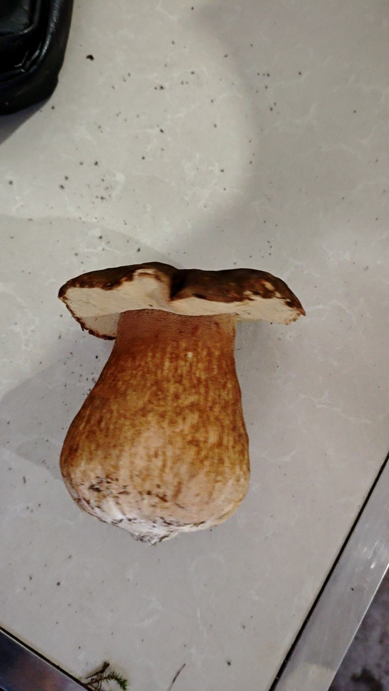 野生牛肝菌鲜货干货大量出售鲜货小18元每斤