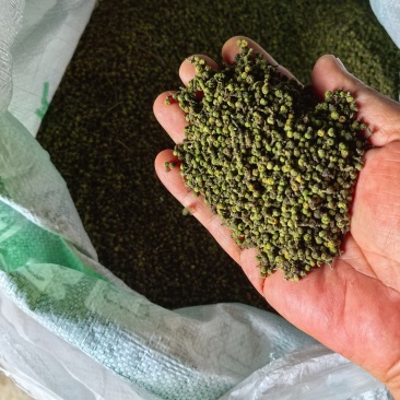 江西中花吴茱萸