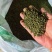 江西中花吴茱萸