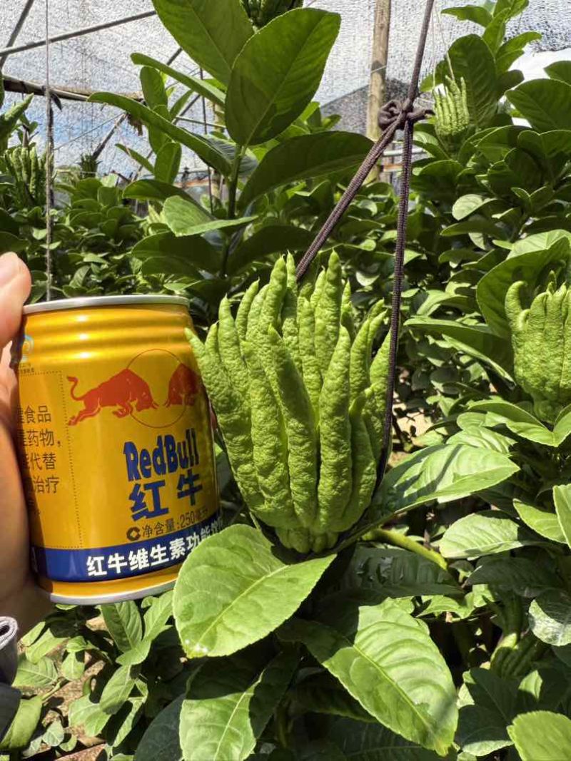 金华北山口佛手