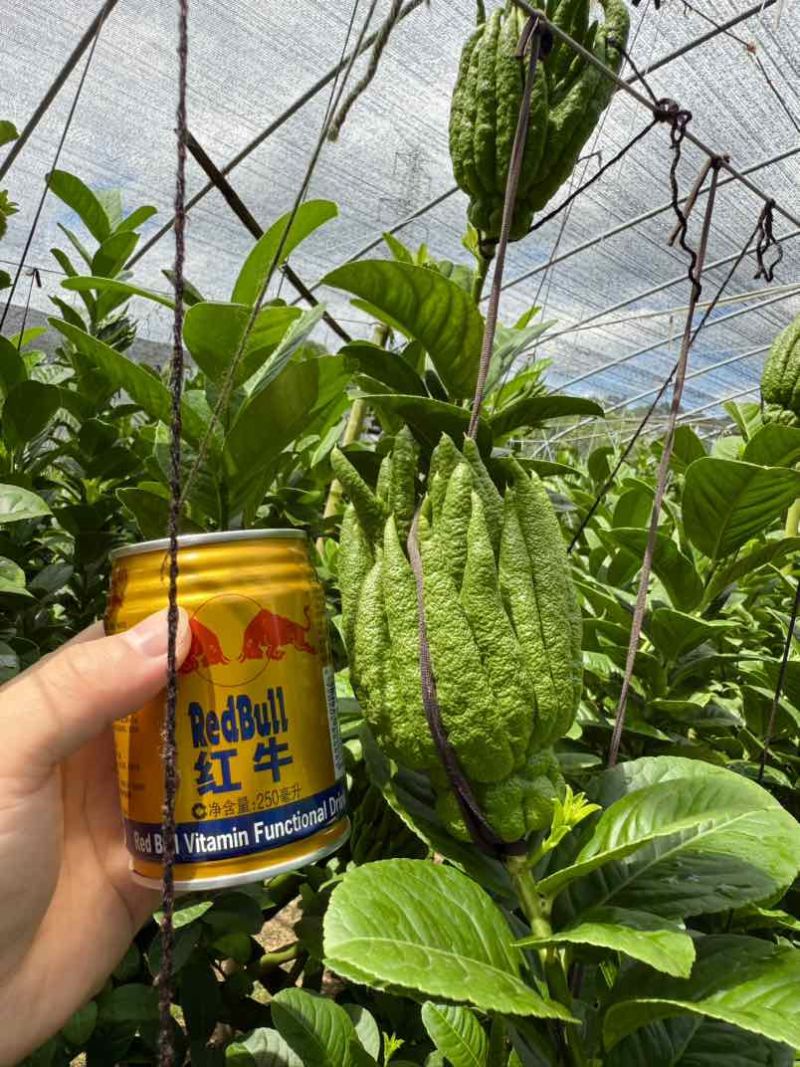 金华北山口佛手