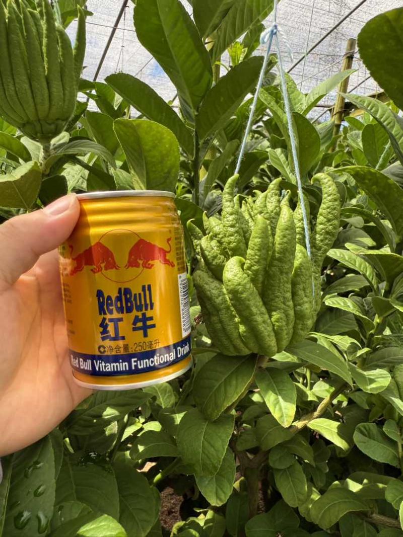 金华北山口佛手