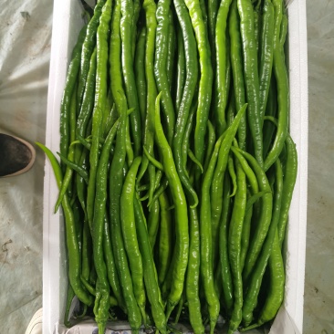 线椒螺丝椒