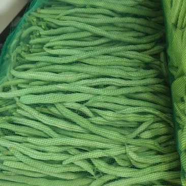大油豆架豆