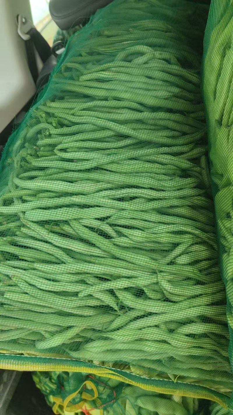 大油豆架豆