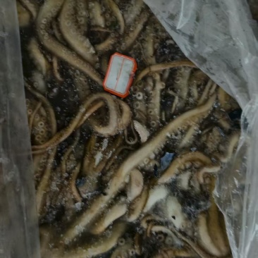 原浆活冻长腿八爪鱼，