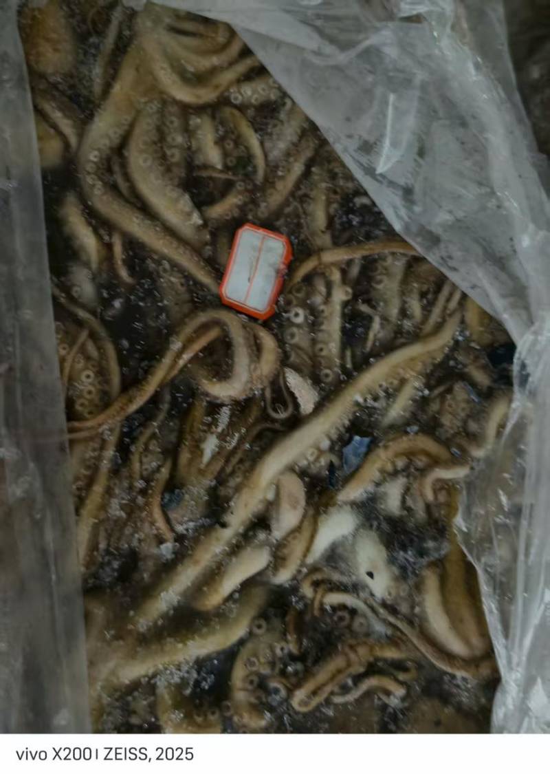原浆活冻长腿八爪鱼，