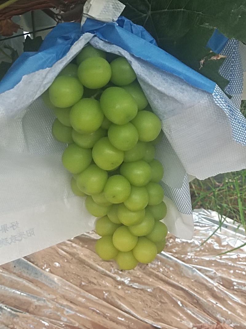 阳光玫瑰