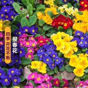 报春花种子四季易活花籽樱草花卉花种子耐寒盆栽庭院室外花种籽子