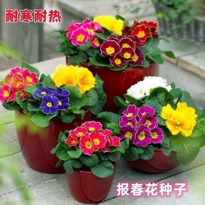 报春花种子四季易活花籽樱草花卉花种子耐寒盆栽庭院室外花种籽子