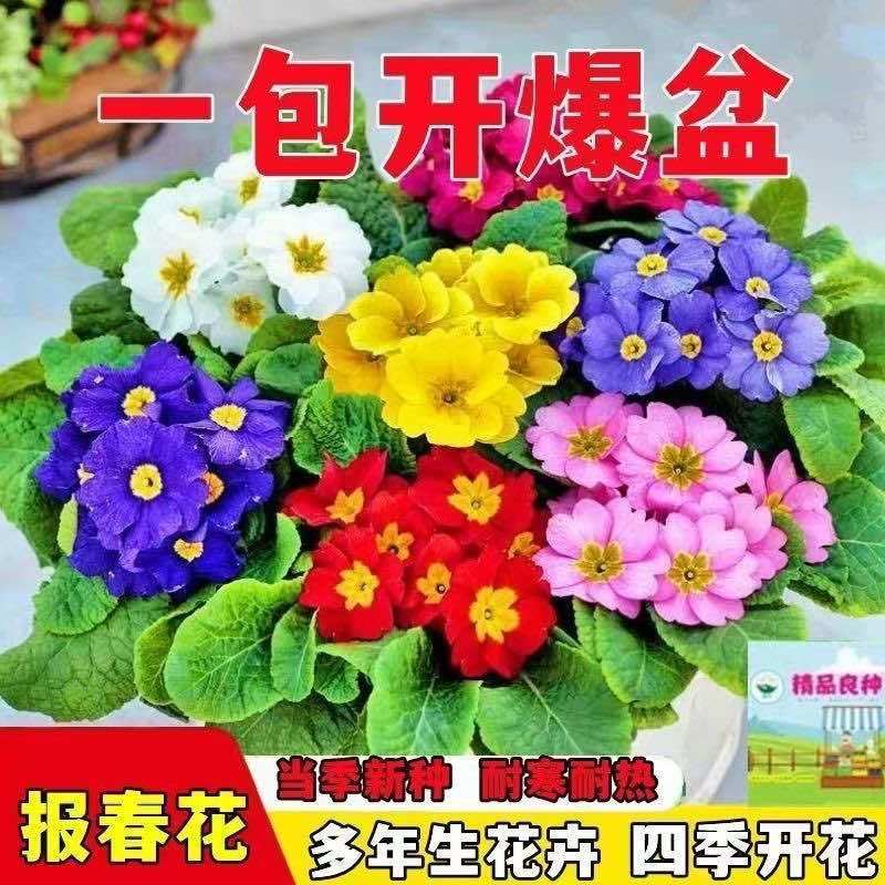 报春花种子四季易活花籽樱草花卉花种子耐寒盆栽庭院室外花种籽子