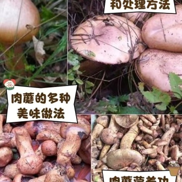 大量肉蘑