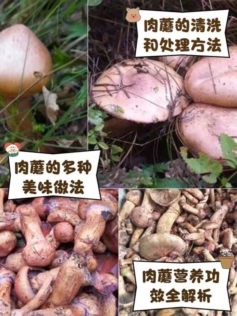 大量肉蘑