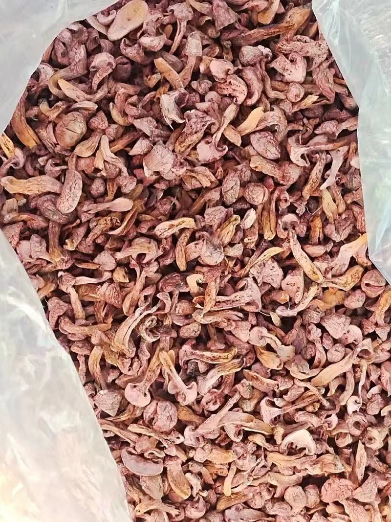 大量肉蘑