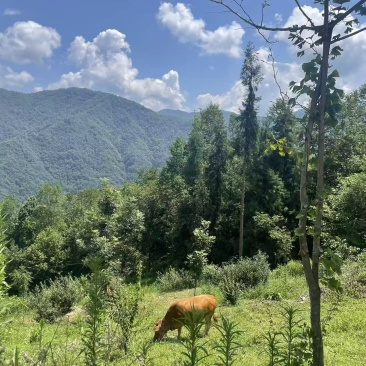 平武大山纯绿色无污染黄瓜