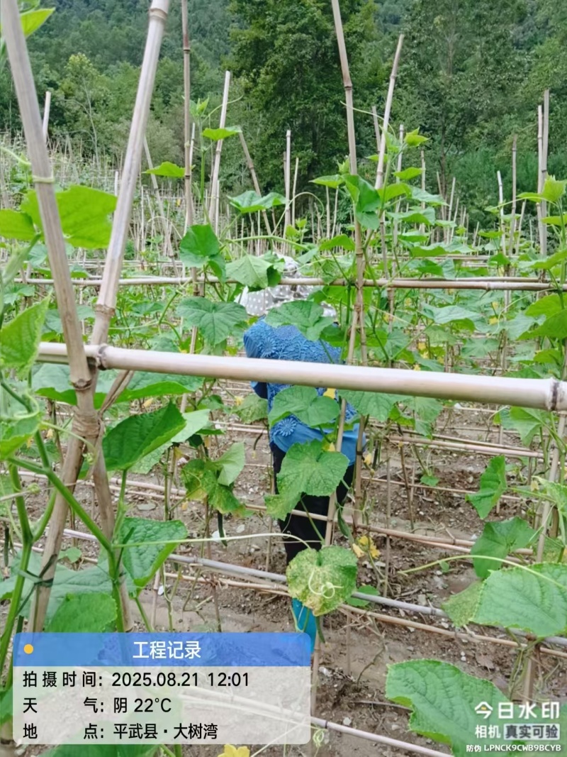 平武大山纯绿色无污染黄瓜