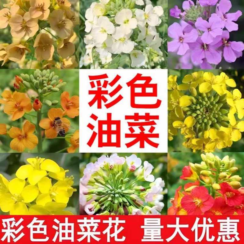 报春花种子四季易活花籽樱草花卉花种子耐寒盆栽庭院室外花种籽子