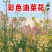 报春花种子四季易活花籽樱草花卉花种子耐寒盆栽庭院室外花种籽子