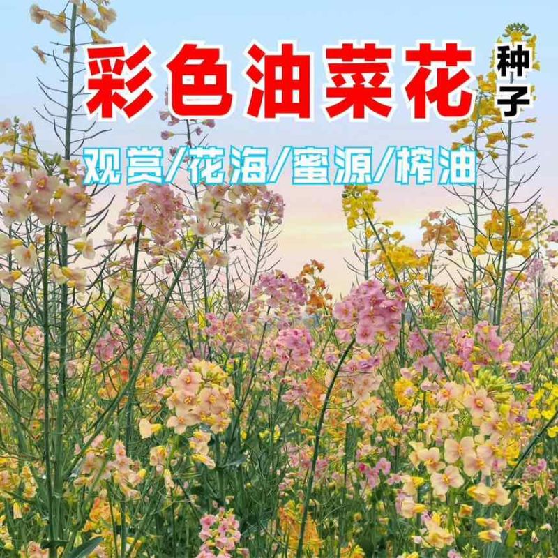 报春花种子四季易活花籽樱草花卉花种子耐寒盆栽庭院室外花种籽子