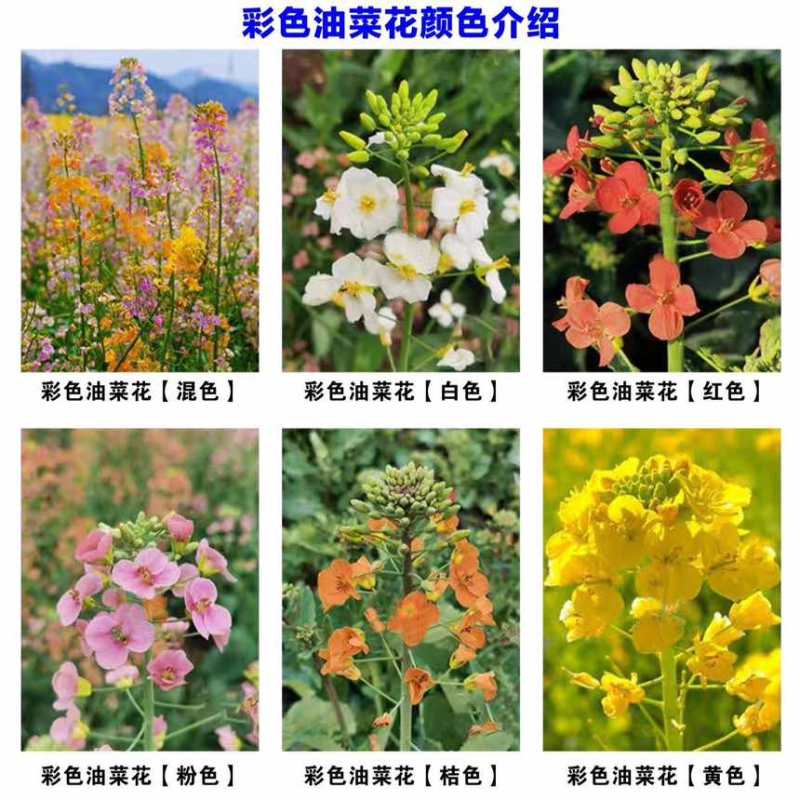 报春花种子四季易活花籽樱草花卉花种子耐寒盆栽庭院室外花种籽子