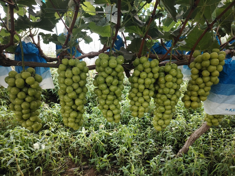 不是所有绿色都是阳光玫瑰