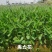 水生植物再力花水竹芋养鱼池庭院露天河边植物室外耐热耐寒鱼池懒