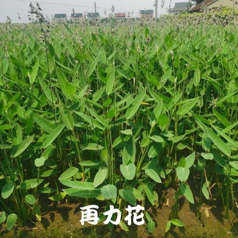 水生植物再力花水竹芋养鱼池庭院露天河边植物室外耐热耐寒鱼池懒