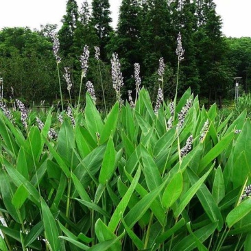 水生植物再力花水竹芋养鱼池庭院露天河边植物室外耐热耐寒鱼池懒