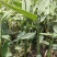 水生植物再力花水竹芋养鱼池庭院露天河边植物室外耐热耐寒鱼池懒
