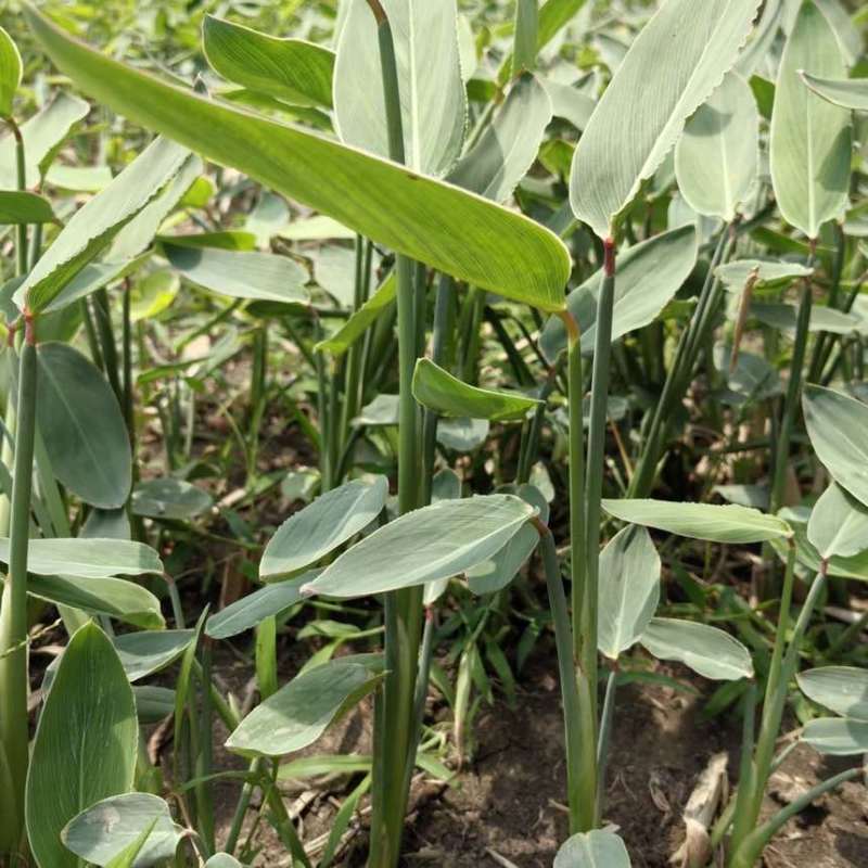 水生植物再力花水竹芋养鱼池庭院露天河边植物室外耐热耐寒鱼池懒