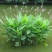 水生植物再力花水竹芋养鱼池庭院露天河边植物室外耐热耐寒鱼池懒
