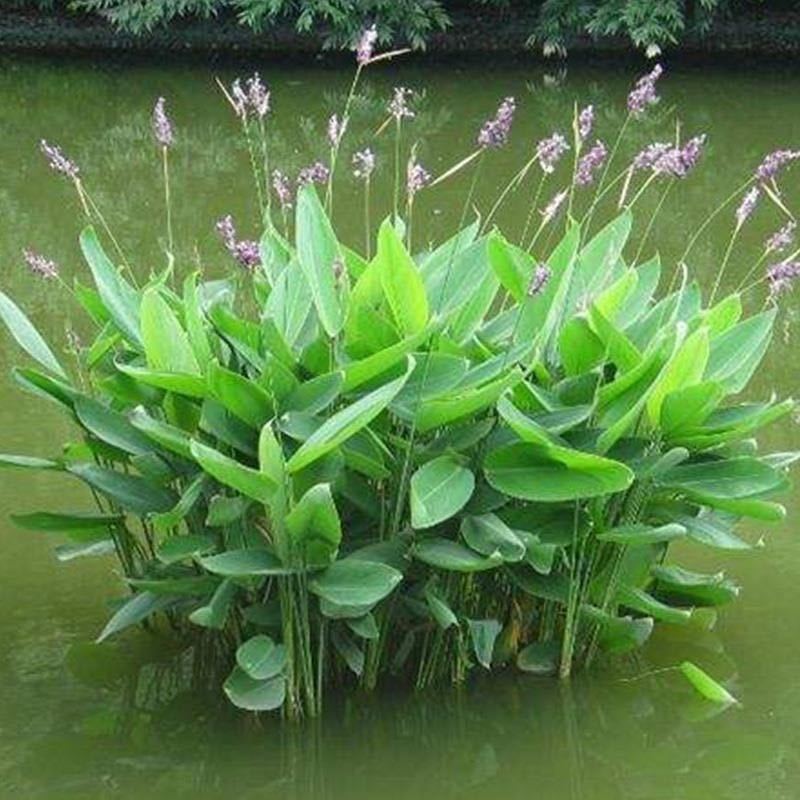 水生植物再力花水竹芋养鱼池庭院露天河边植物室外耐热耐寒鱼池懒