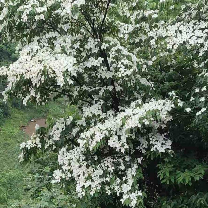 四照花树苗盆栽庭院室外园林景观植物工程绿化道路乔木大树耐寒