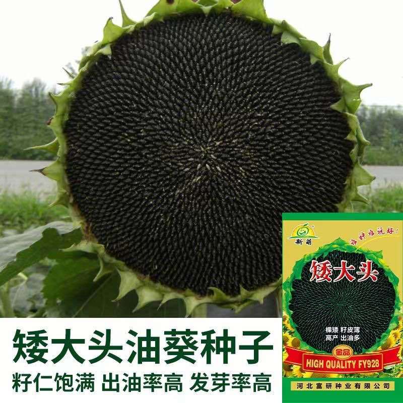 油葵种子批发矮大头矮抗倒含油多榨油葵花籽种子大全厂家直销