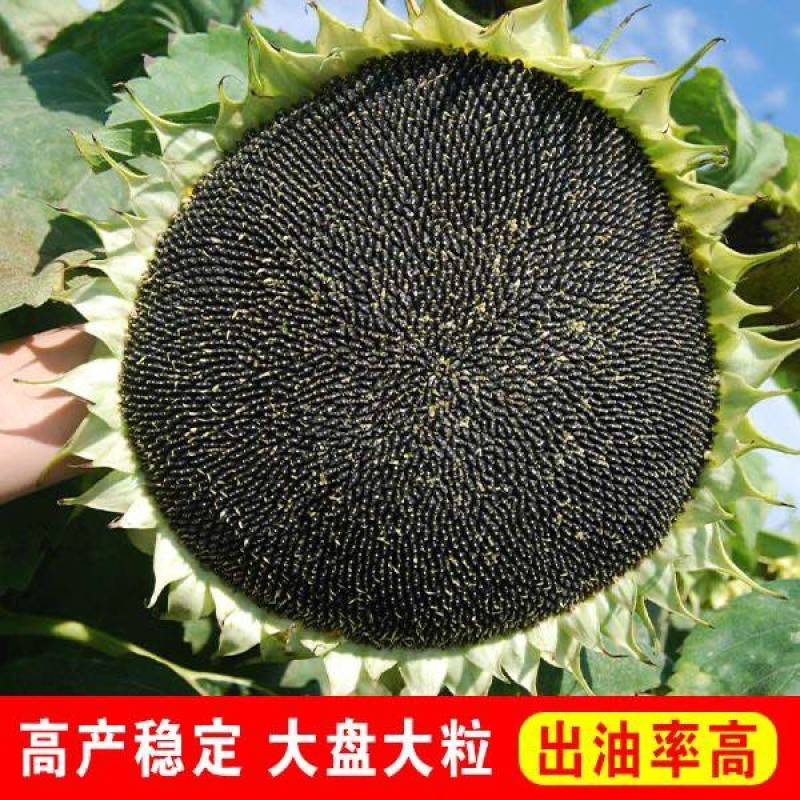 油葵种子批发矮大头矮抗倒含油多榨油葵花籽种子大全厂家直销