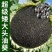 油葵种子批发矮大头矮抗倒含油多榨油葵花籽种子大全厂家直销