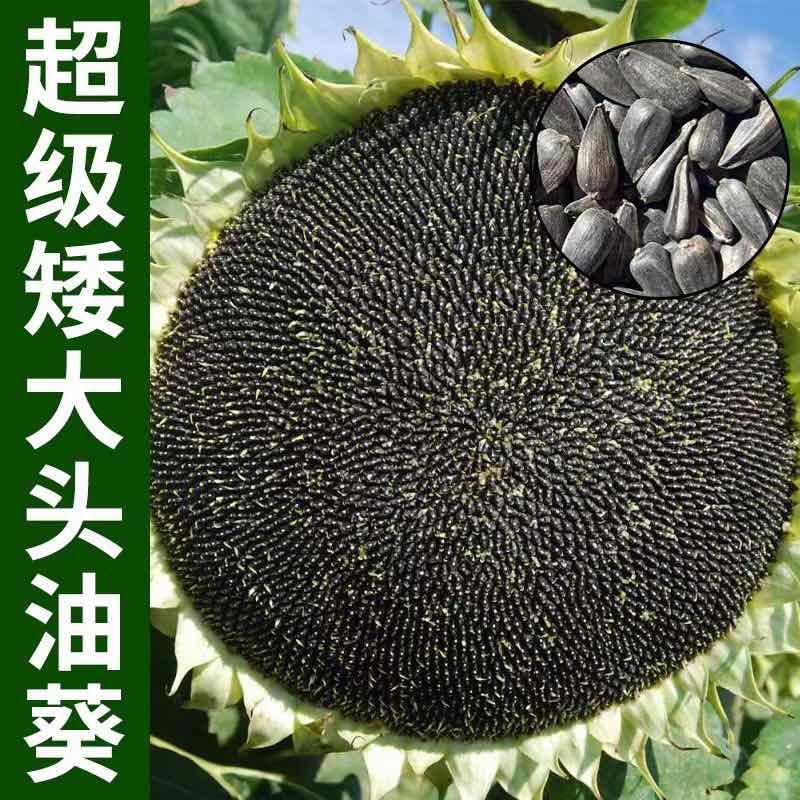 油葵种子批发矮大头矮抗倒含油多榨油葵花籽种子大全厂家直销