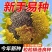 食用大向日葵种子易种高产瓜子种大颗粒型向日葵花籽大田种植种子